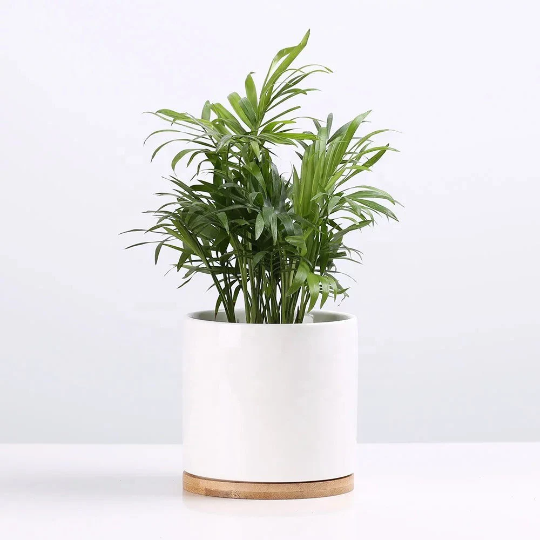6" Indoor Outdoor Planter- Porcelain Ceramic Plant Pot with Drain Hole and Bamboo Tray