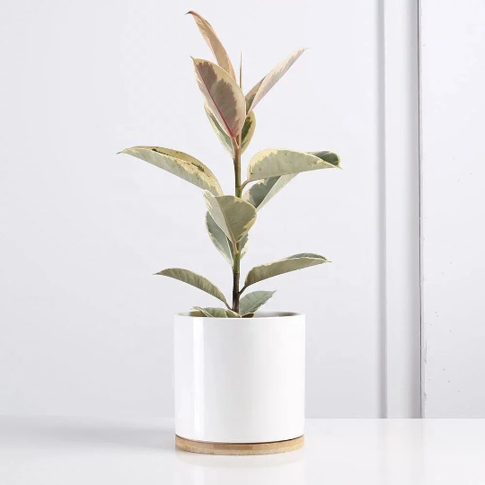 6" Indoor Outdoor Planter- Porcelain Ceramic Plant Pot with Drain Hole and Bamboo Tray